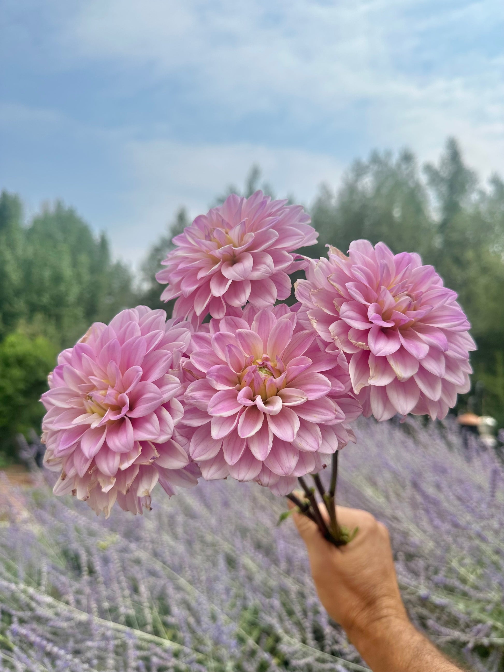 RM Sugar Plum Fairy dahlia