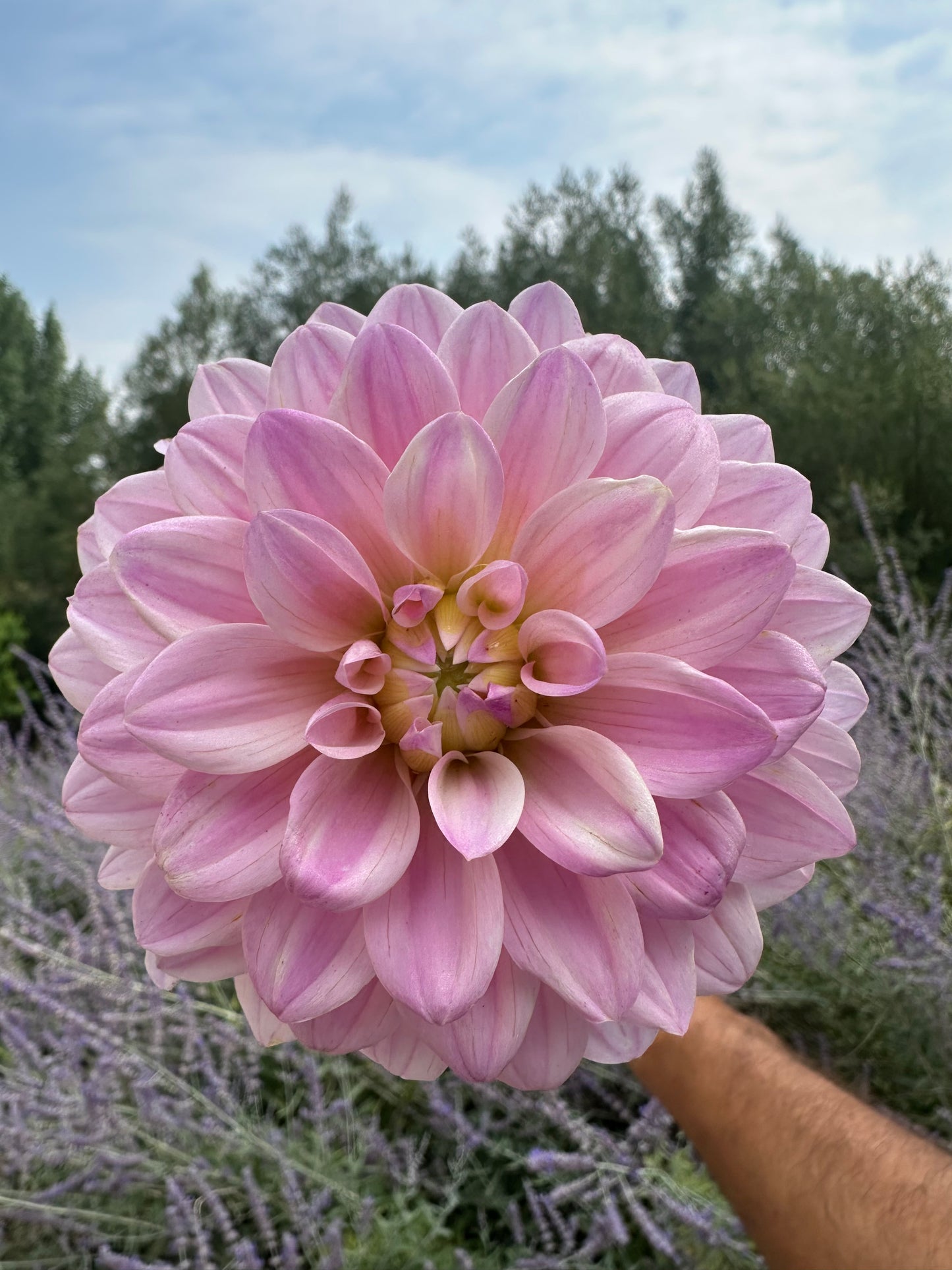 RM Sugar Plum Fairy dahlia