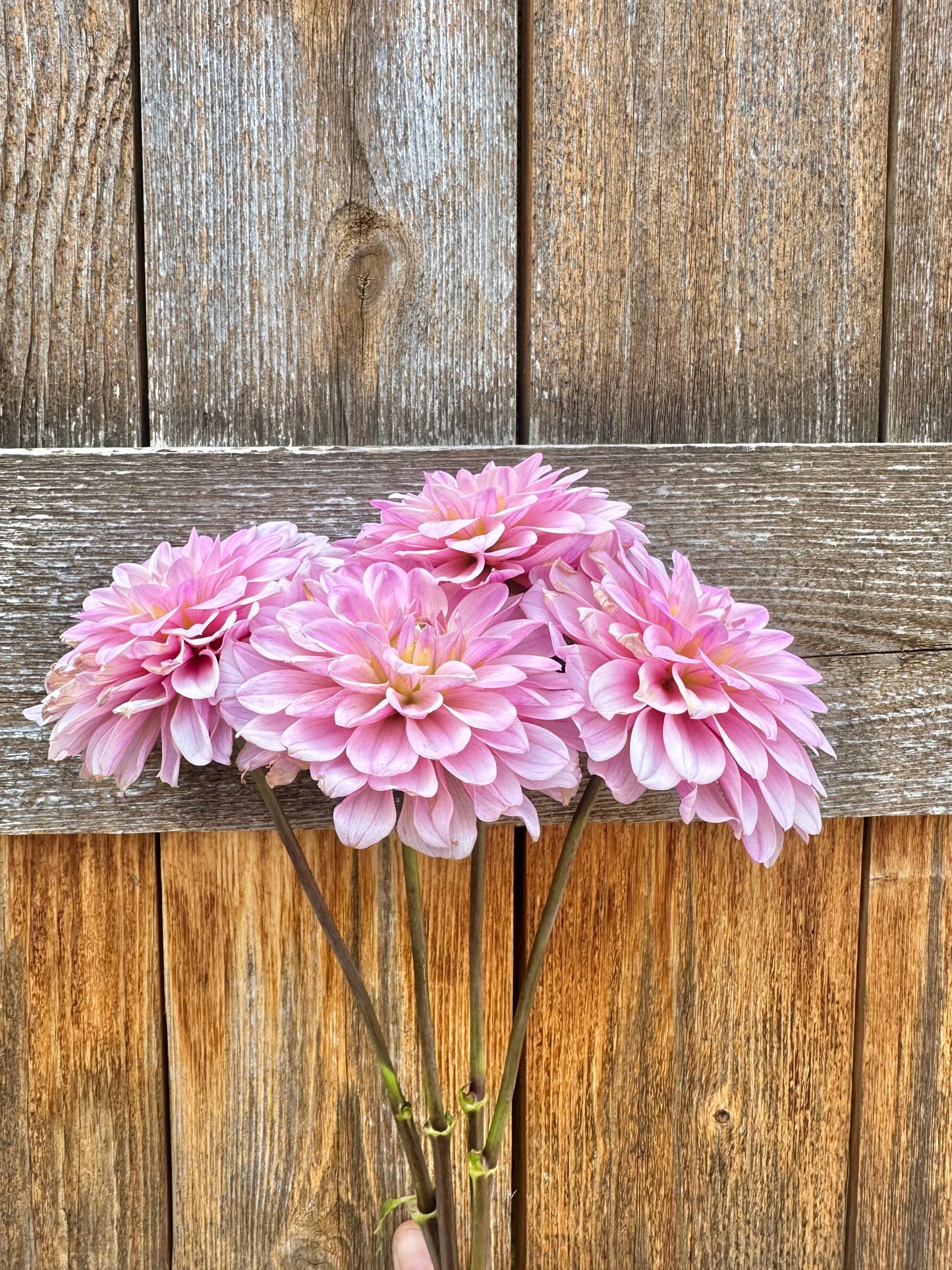 RM Sugar Plum Fairy dahlia
