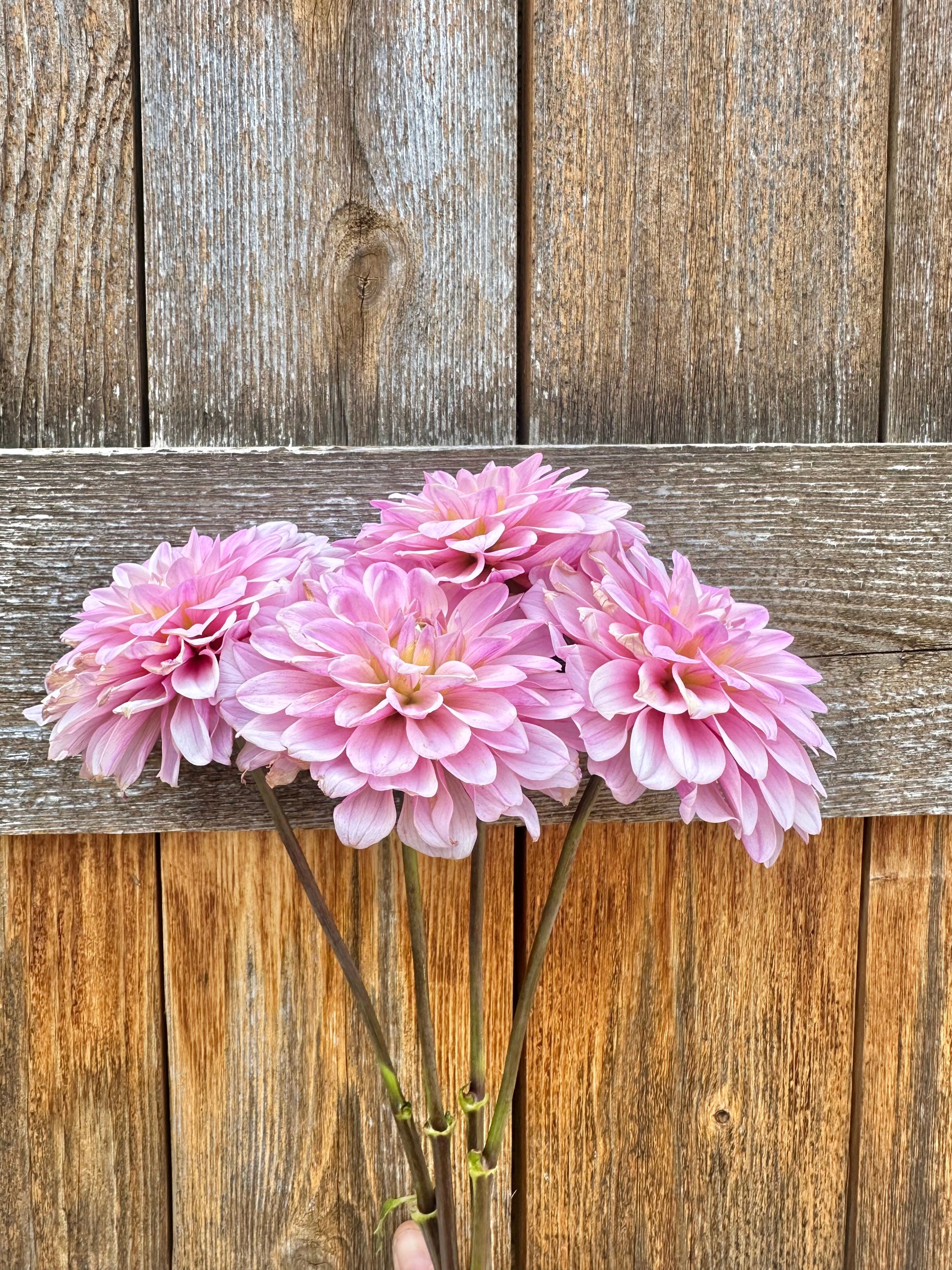 RM Sugar Plum Fairy dahlia