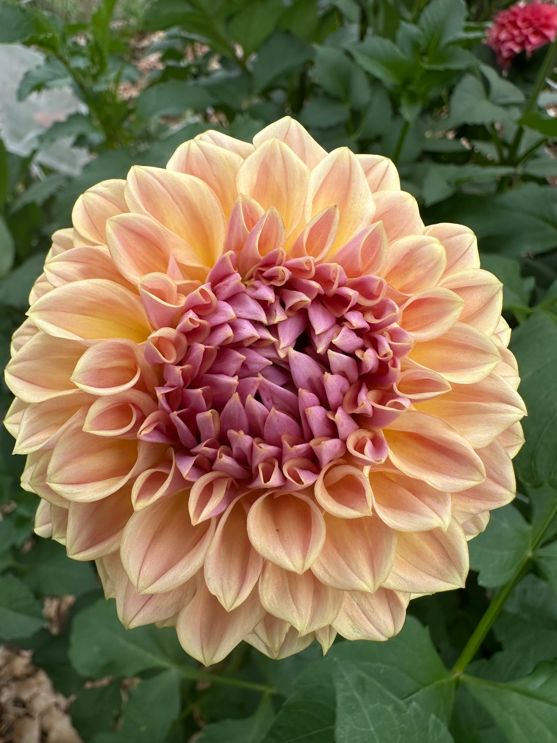 RM Summer Haze dahlia