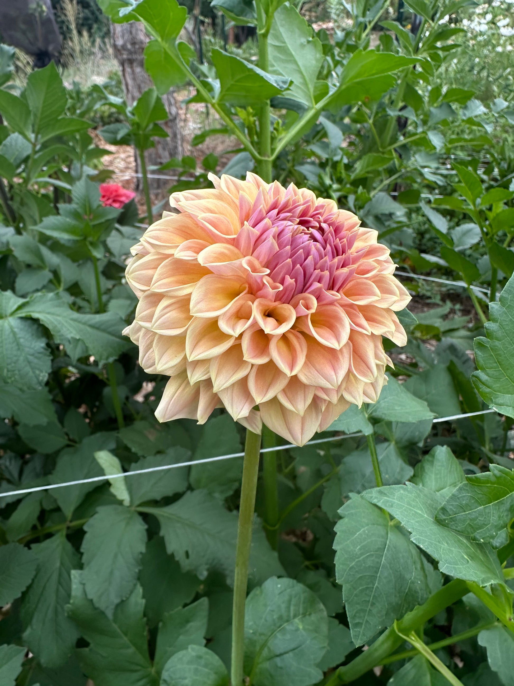 RM Summer Haze dahlia