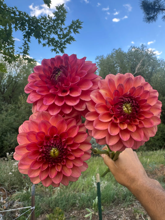 RM Toucan dahlia