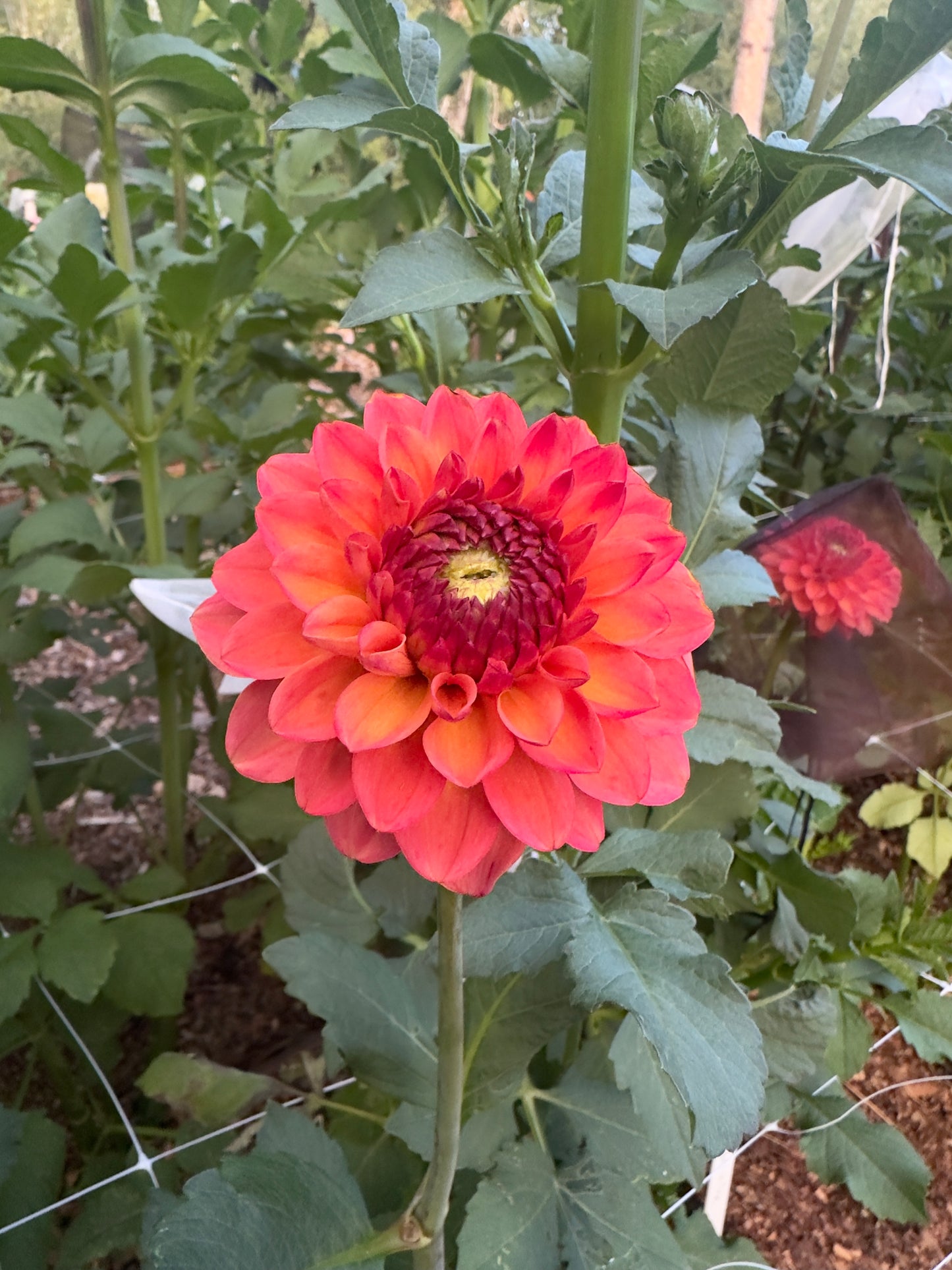 RM Toucan dahlia