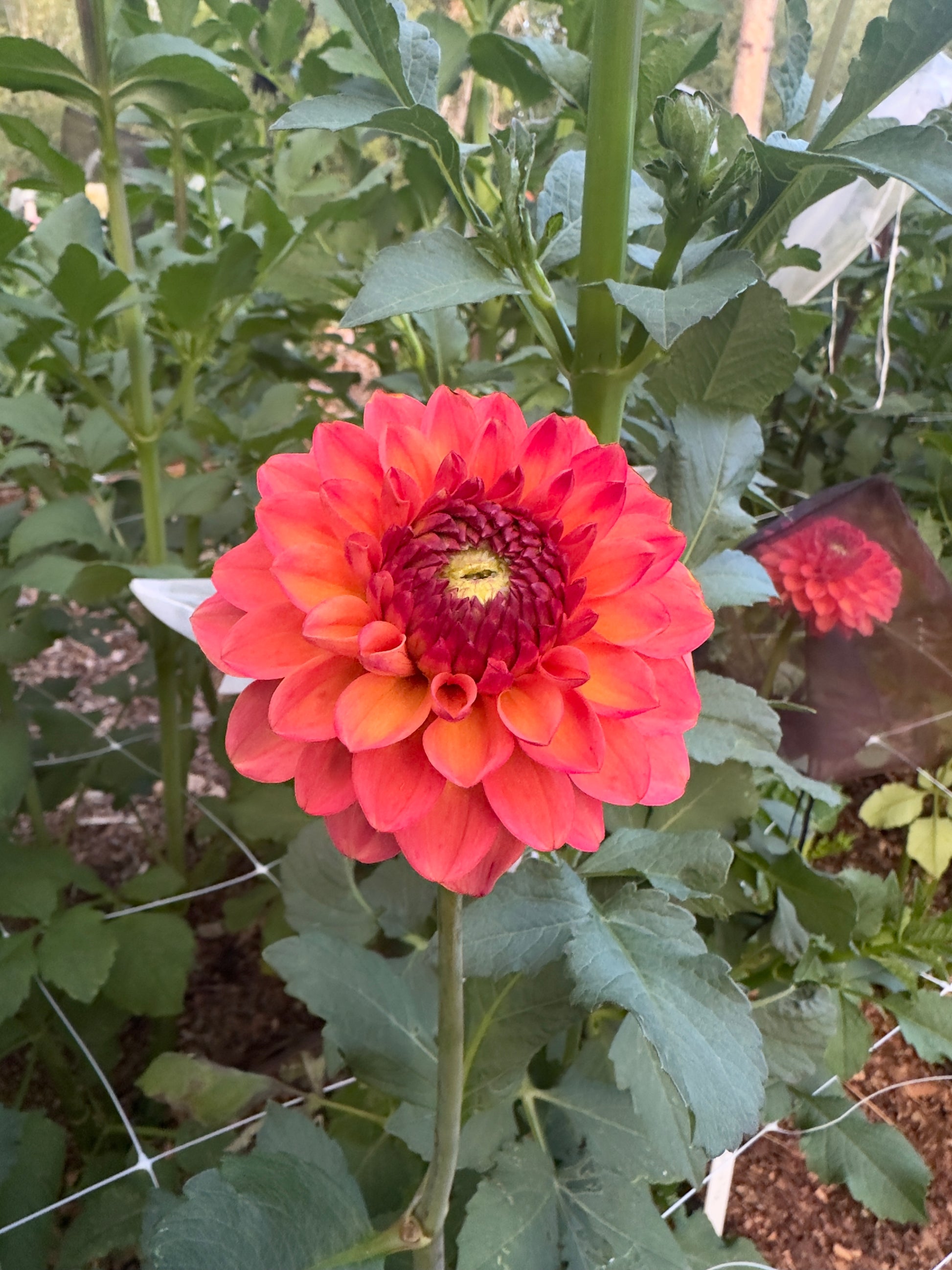 RM Toucan dahlia