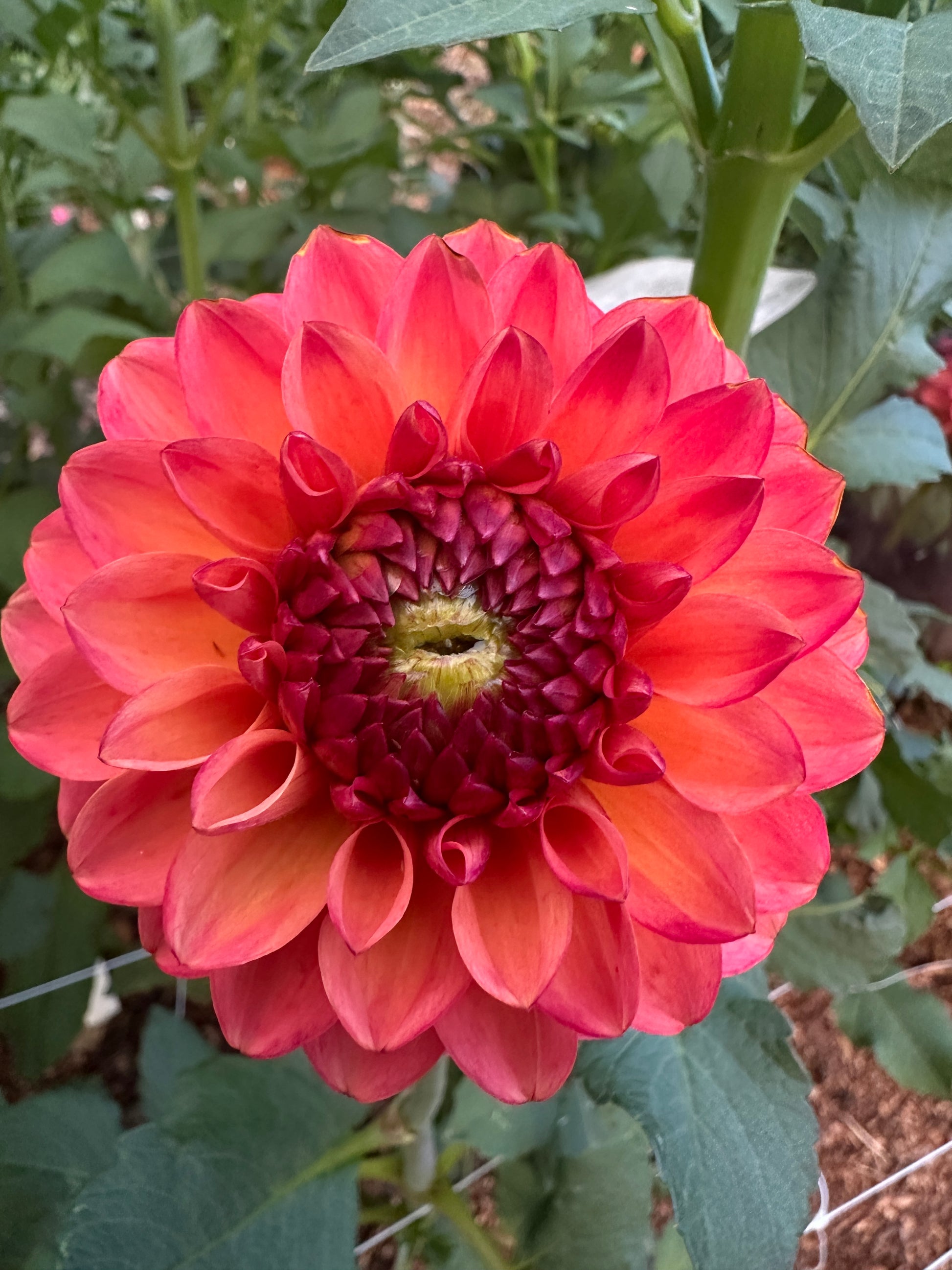 RM Toucan dahlia