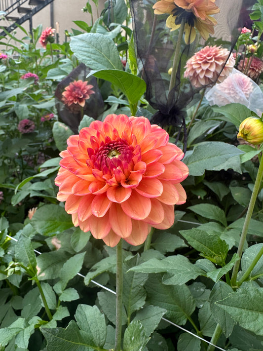 RM Toucan dahlia