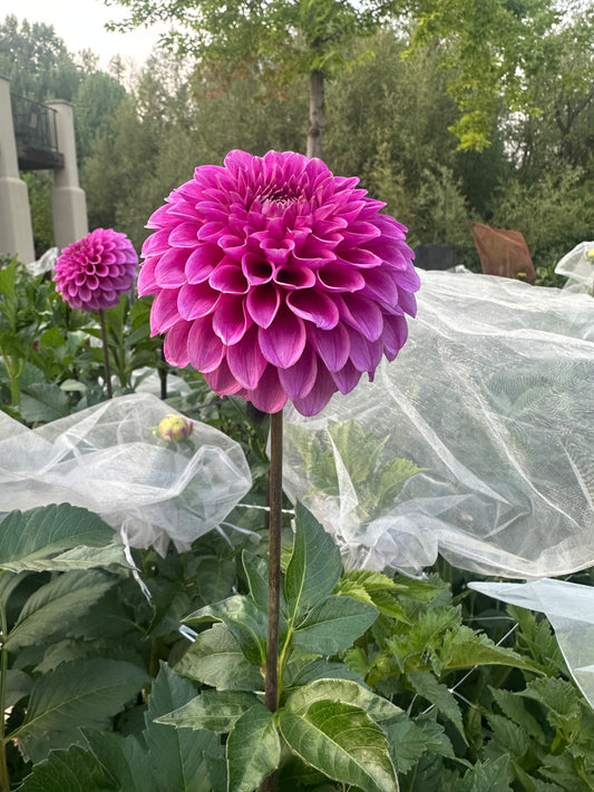 RM Ursula dahlia