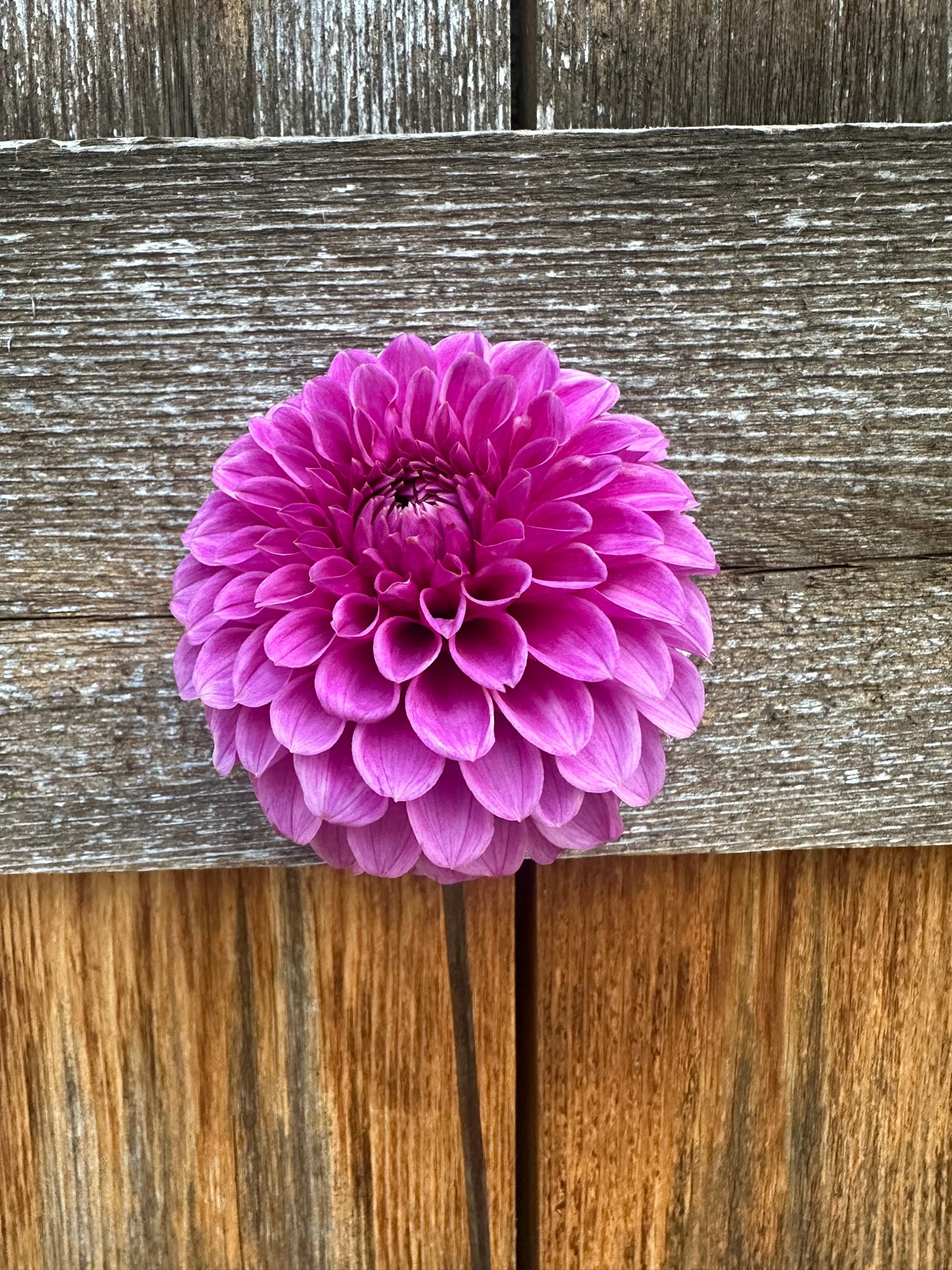 RM Ursula dahlia