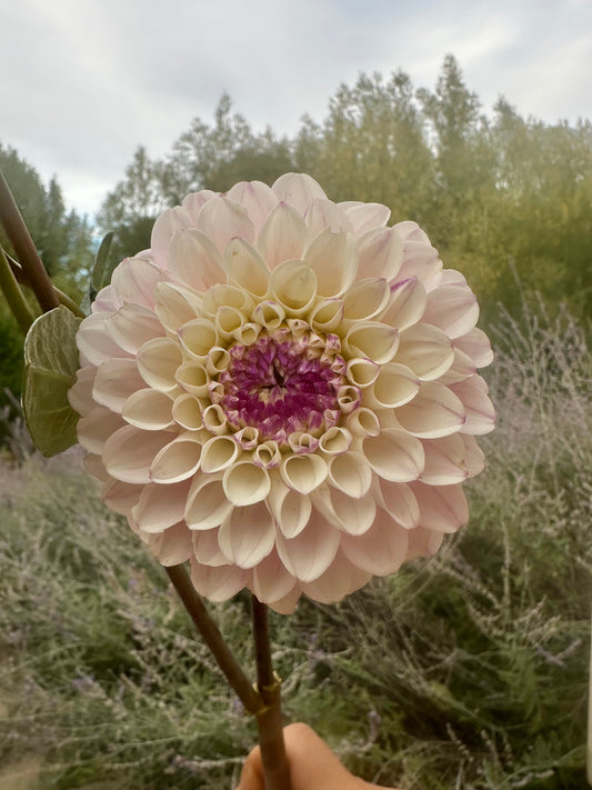RM Valyrian dahlia