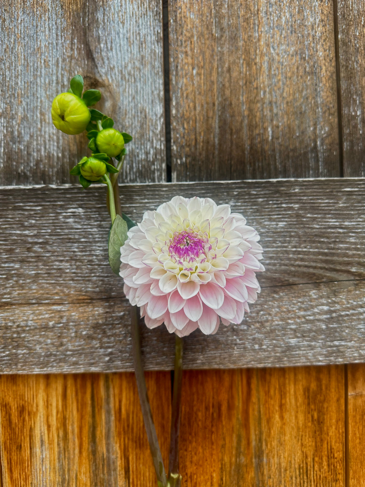RM Valyrian dahlia