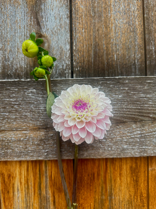 RM Valyrian dahlia