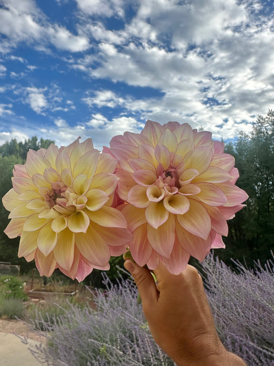 RM Warmth dahlia