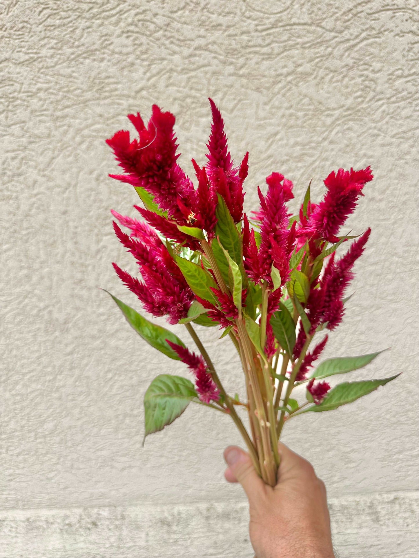 Red celosia flower bundle