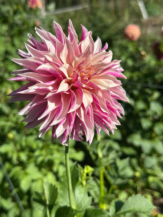 River’s Artichoke dahlia