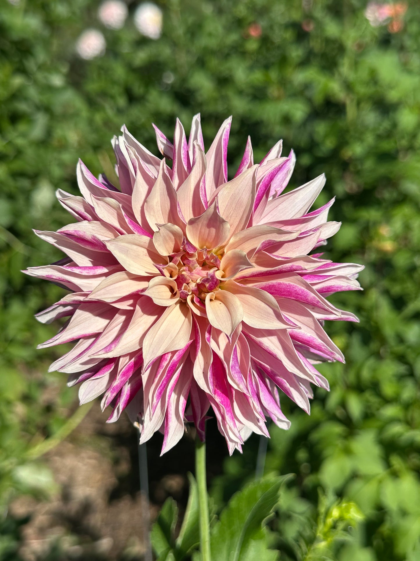 River’s Artichoke dahlia