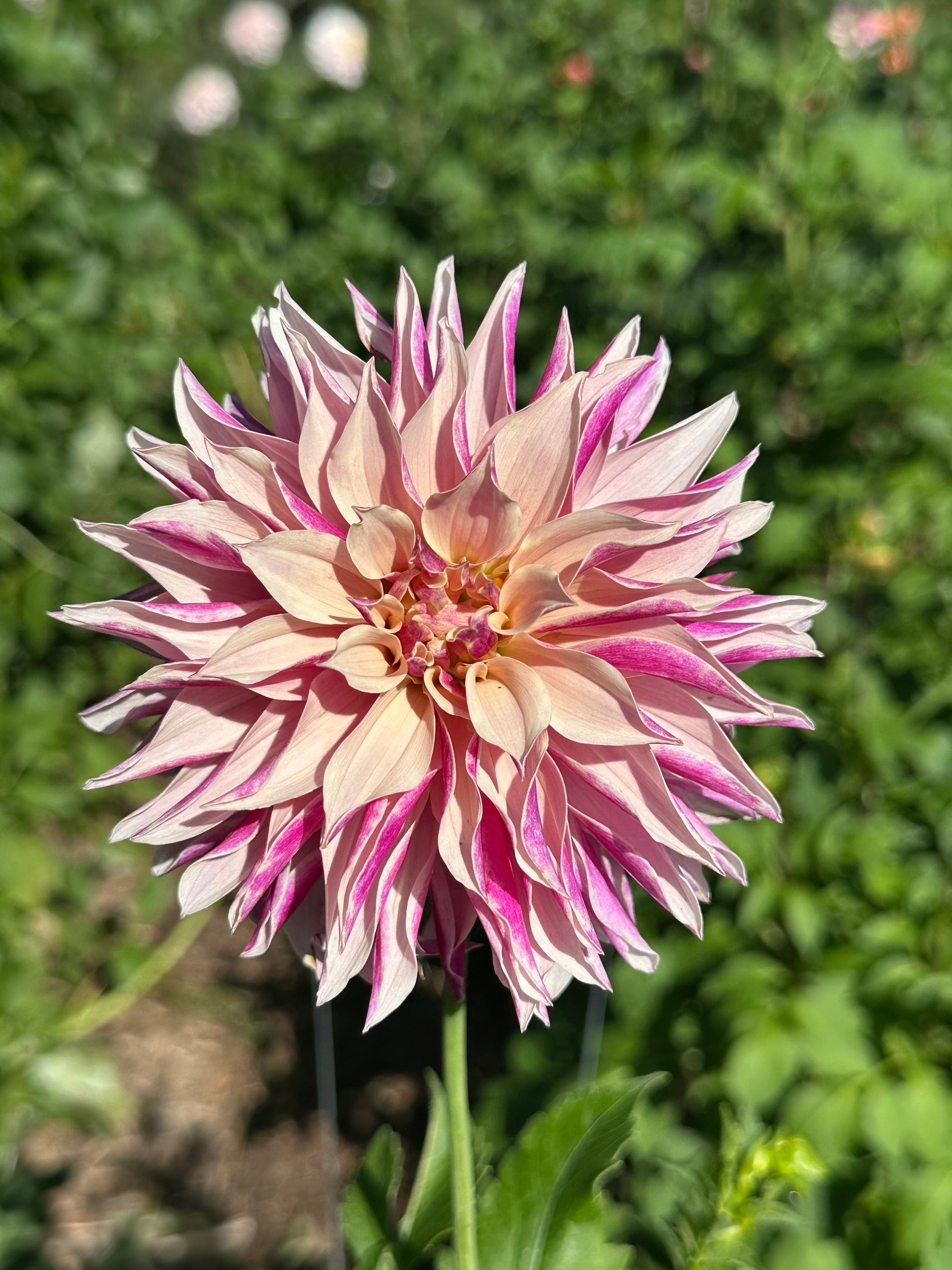 River’s Artichoke dahlia