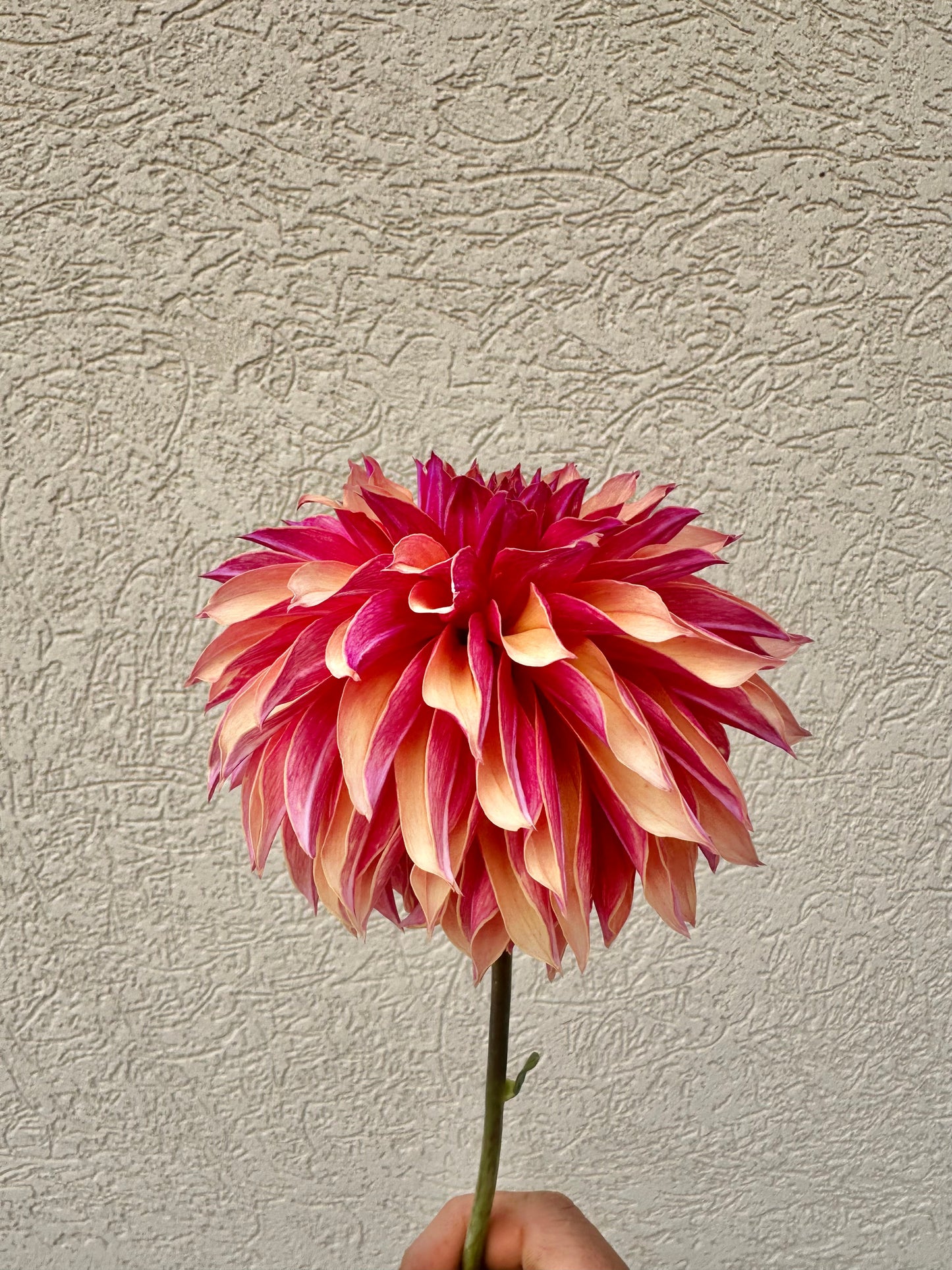River’s Elizabeth dahlia