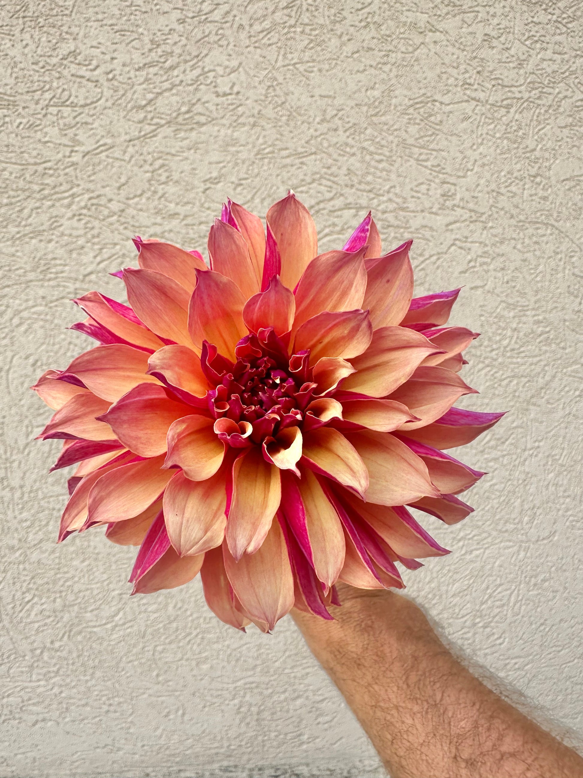 River’s Elizabeth dahlia