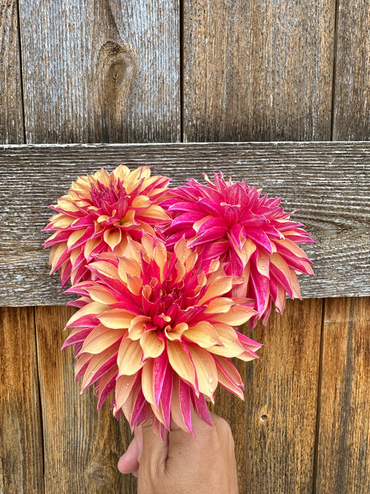 River’s Elizabeth dahlia