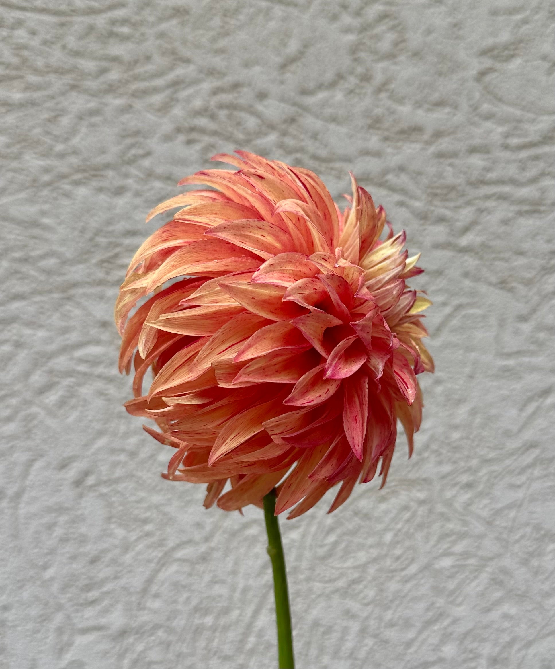 River’s Lorax dahlia