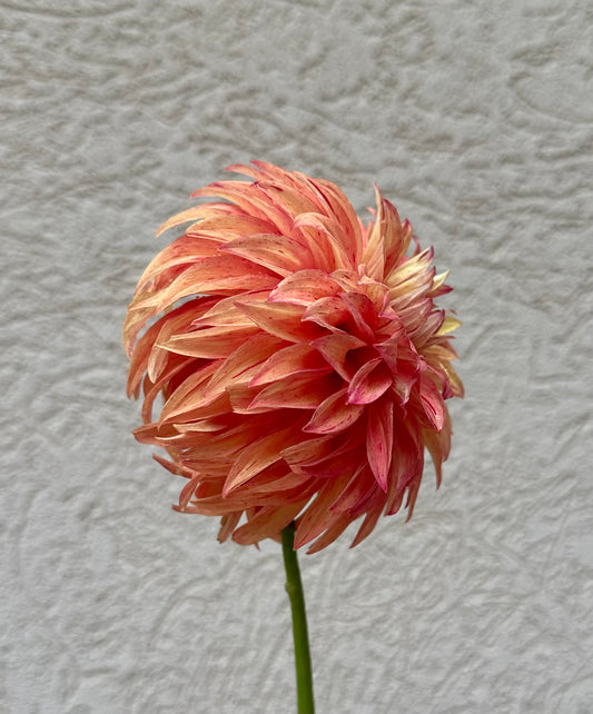 River’s Lorax dahlia