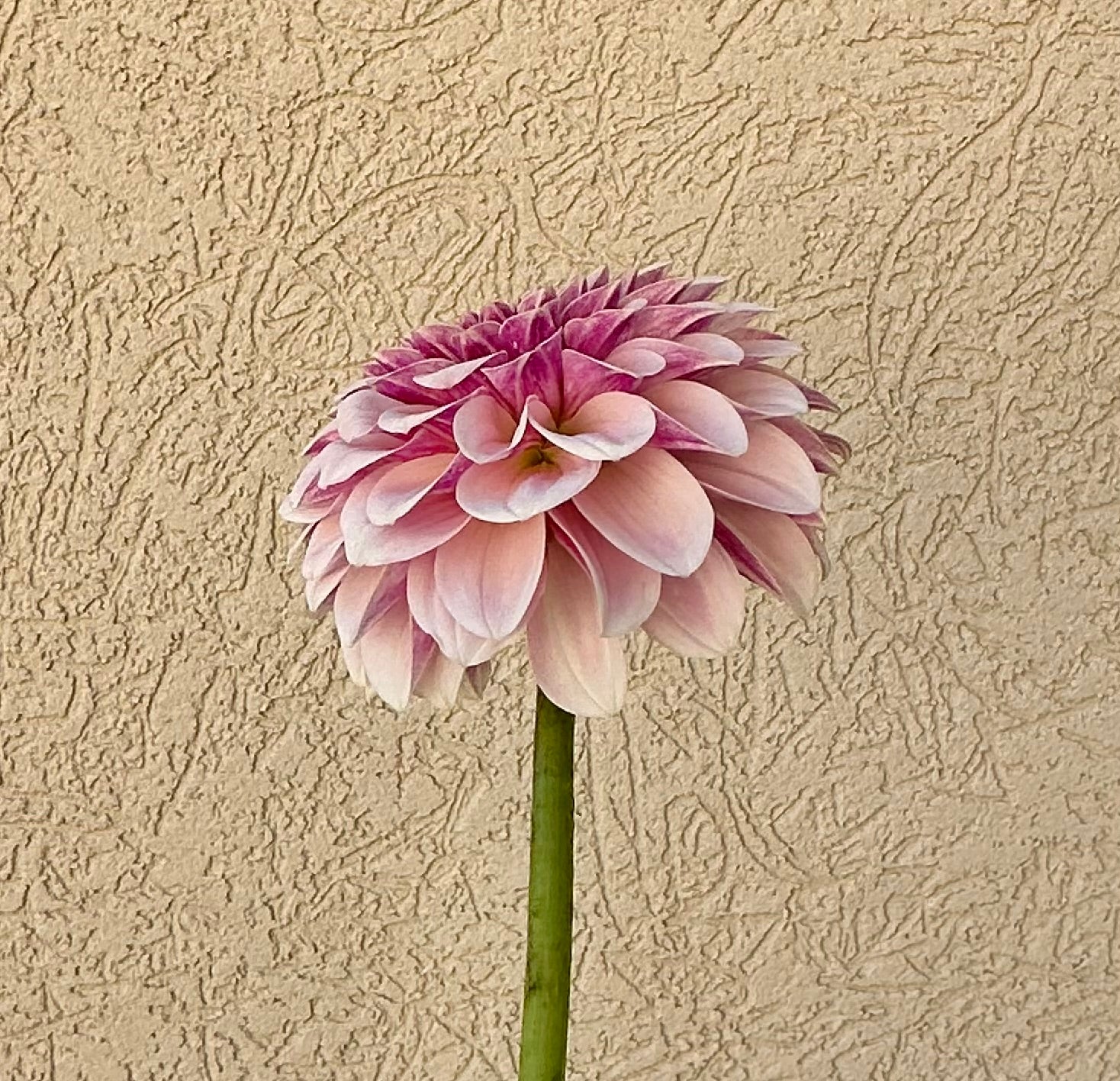 Salish Twilight Girl dahlia