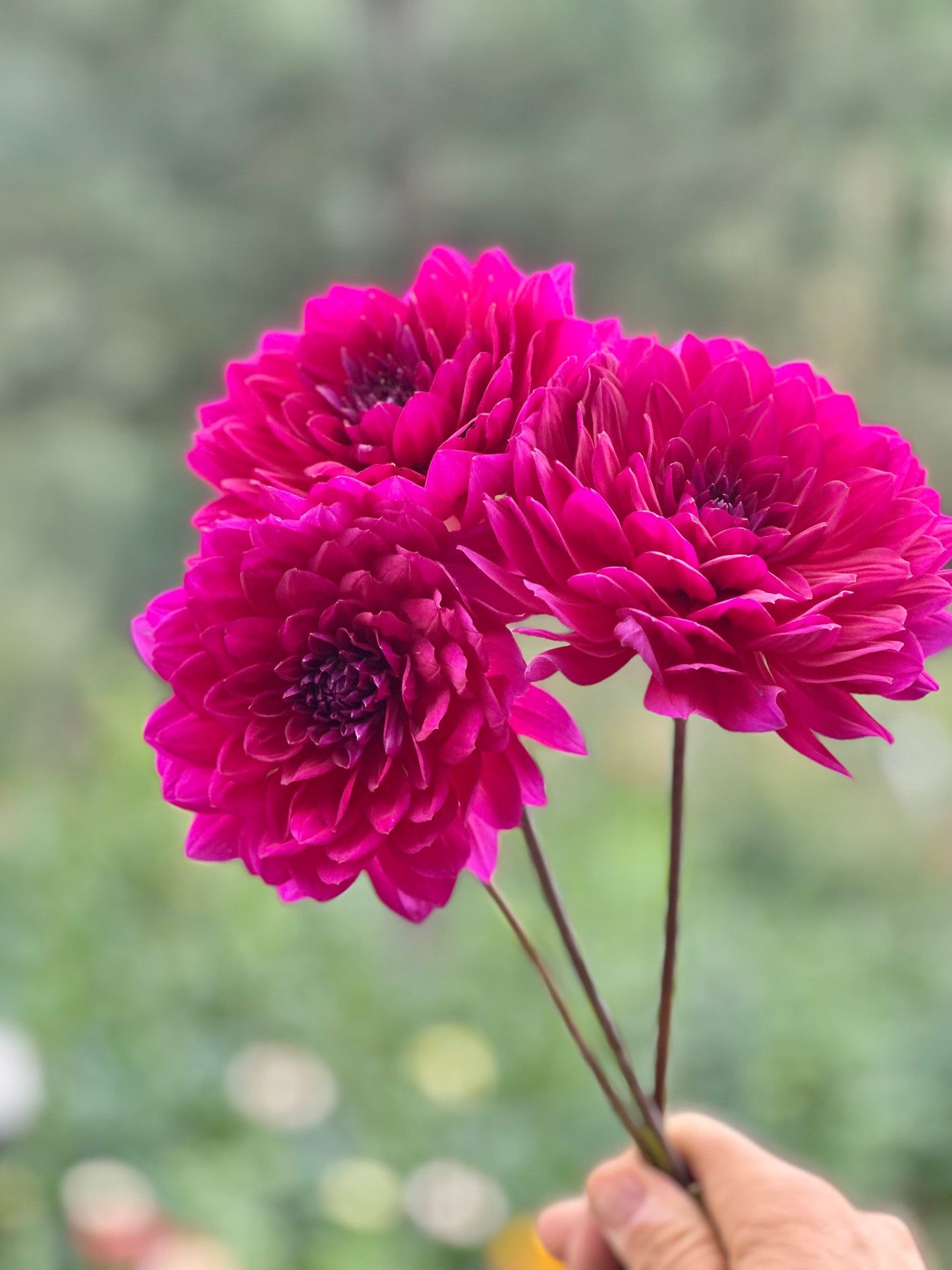 Sandia Nocturne dahlia