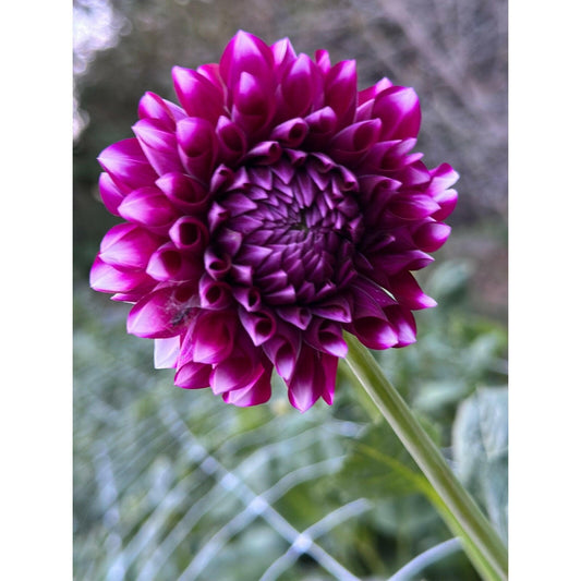 Sharky dahlia, dahlia tuber