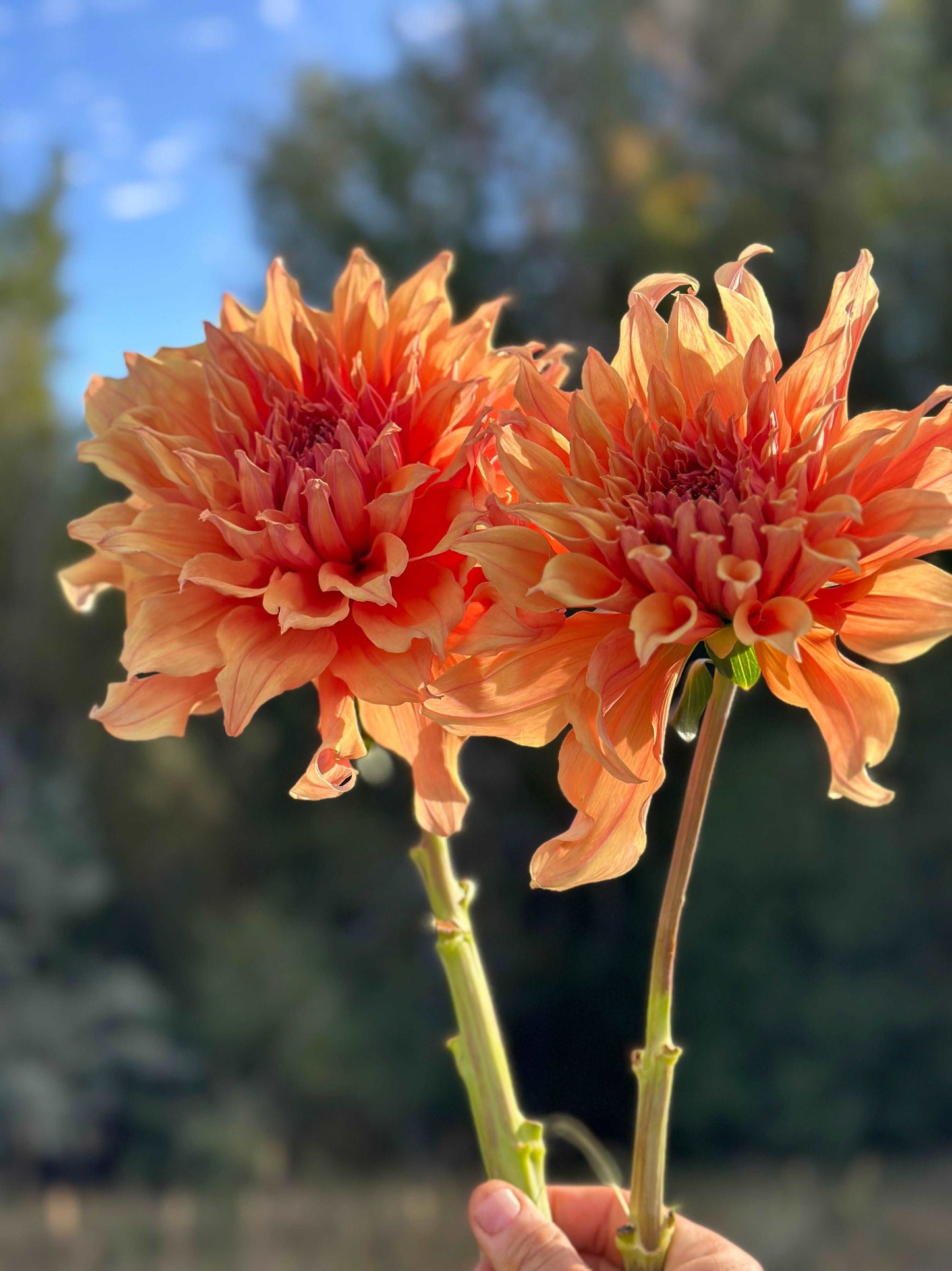 Sherwood’s Peach dahlia