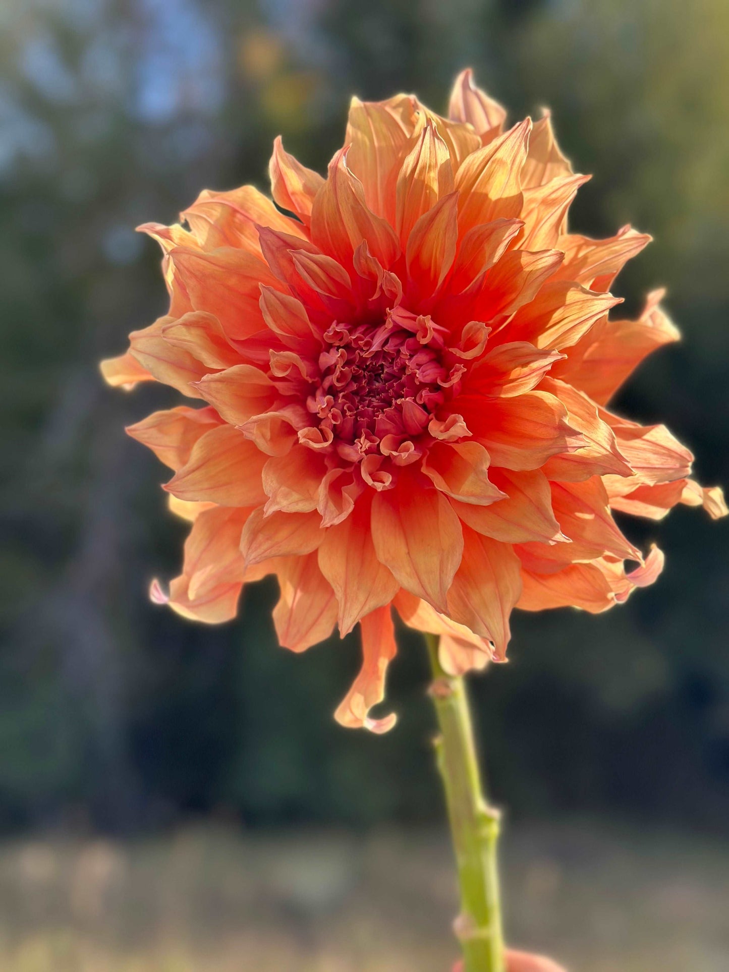 Sherwood’s Peach dahlia