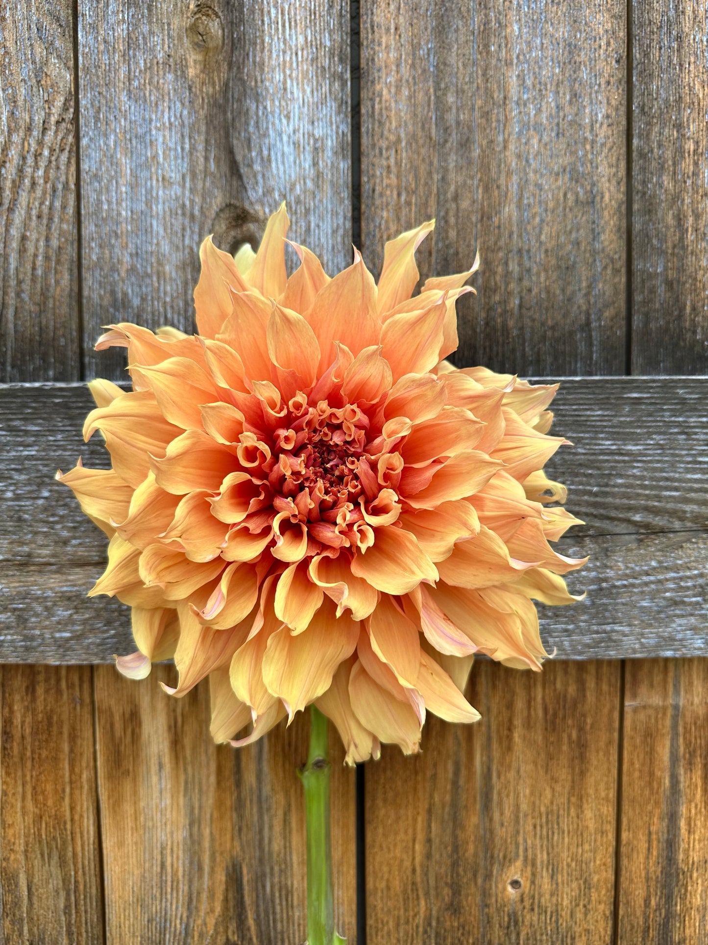 Sherwood’s Peach dahlia