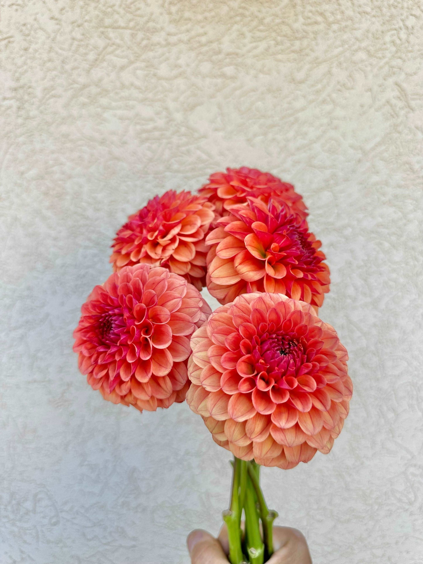 Farmer’s Choice small dahlia flower bunch