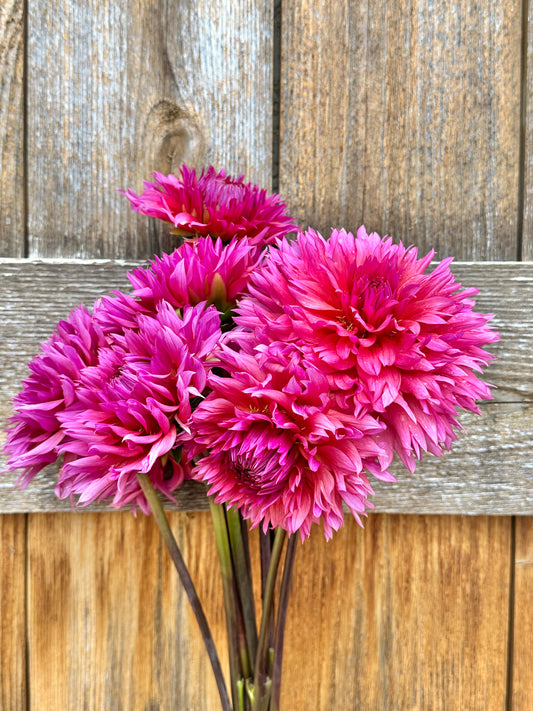 Sonic Bloom dahlia