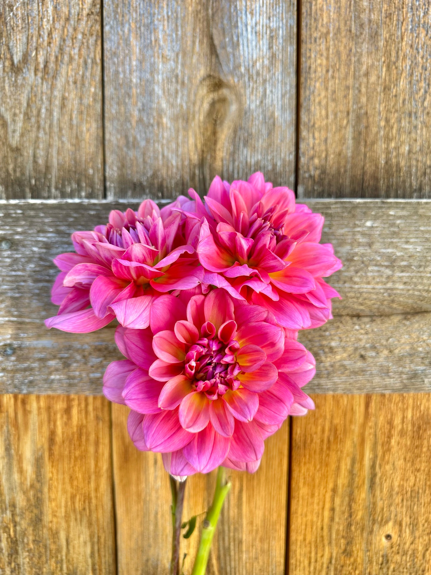 Southern Belle dahlia