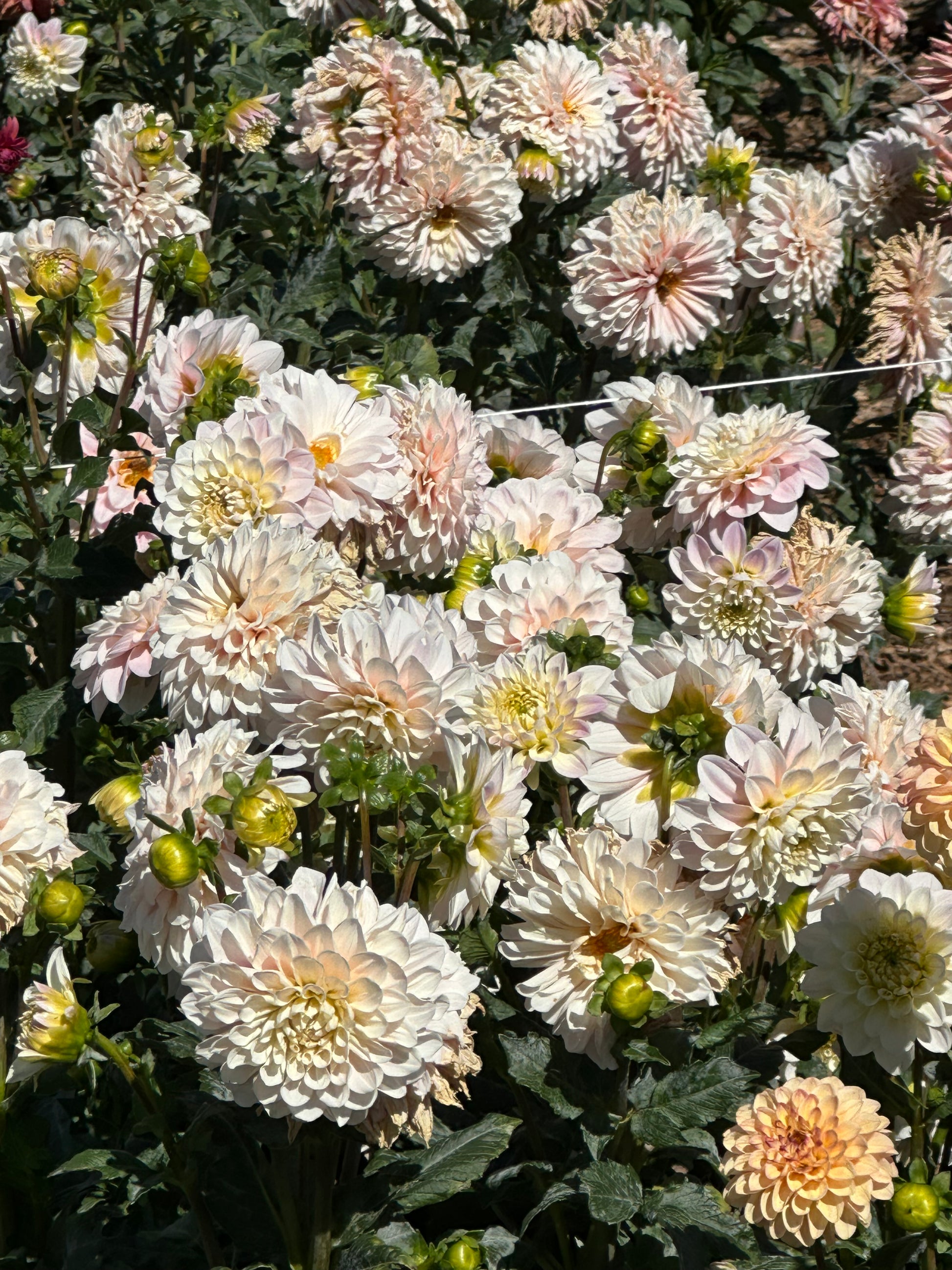 Sweet Nathalie dahlia