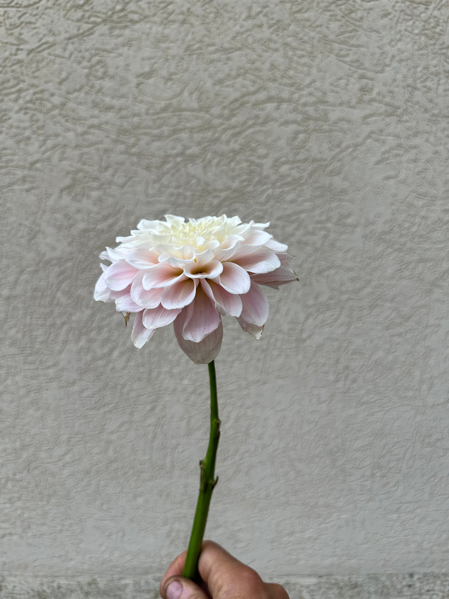 Sweet Nathalie dahlia