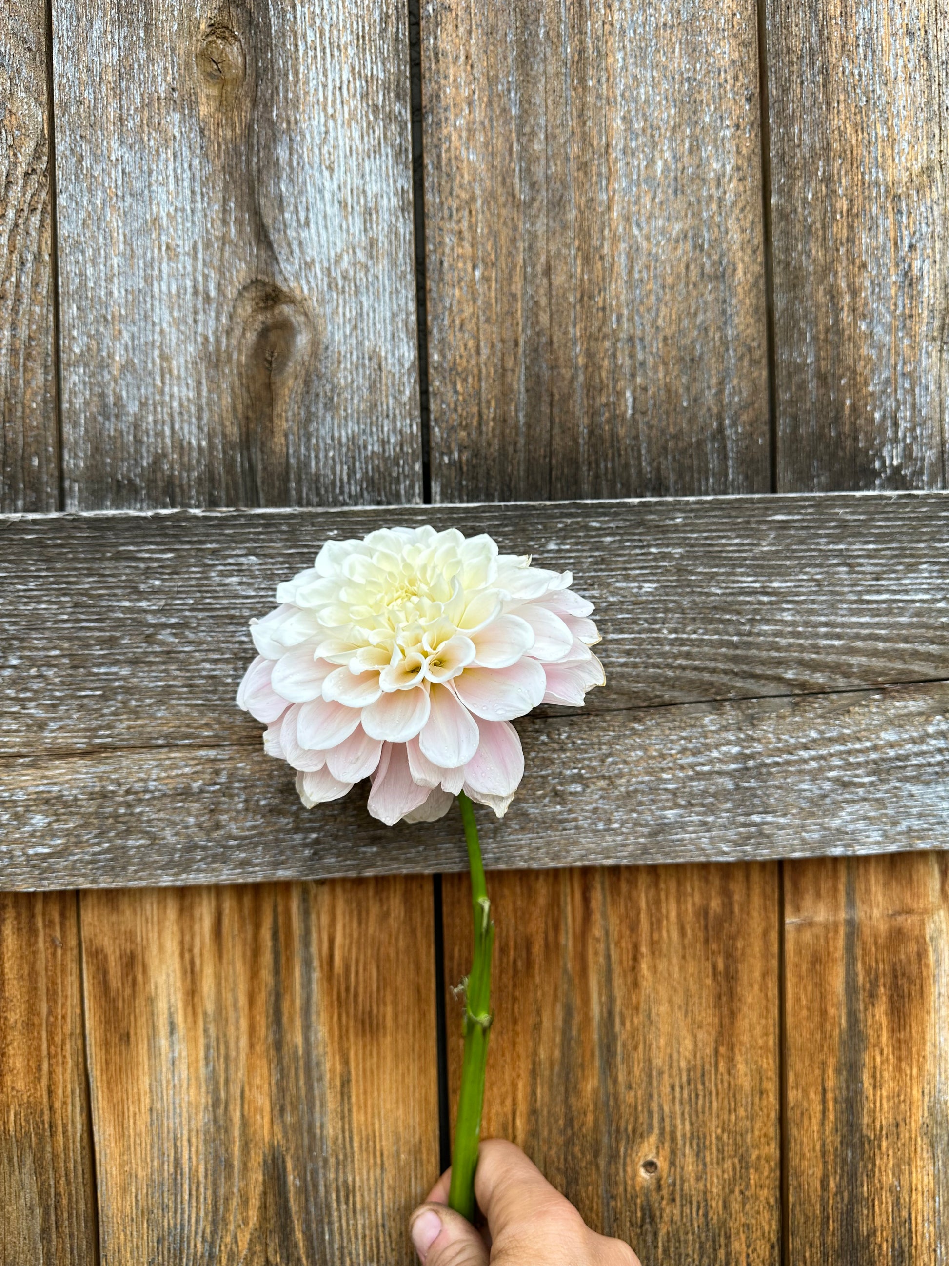 Sweet Nathalie dahlia