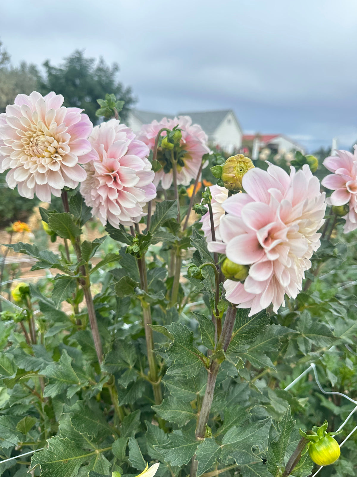 Sweet Nathalie dahlia