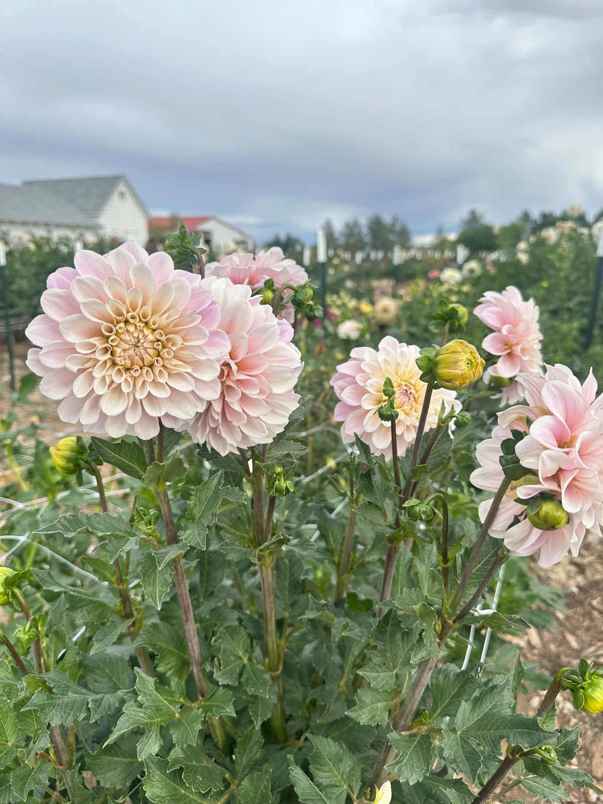 Sweet Nathalie dahlia