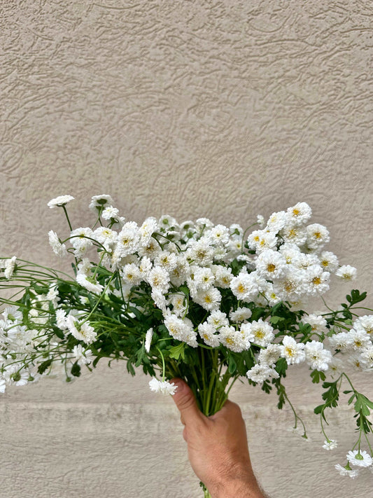 Tetra white feverfew flower bundle