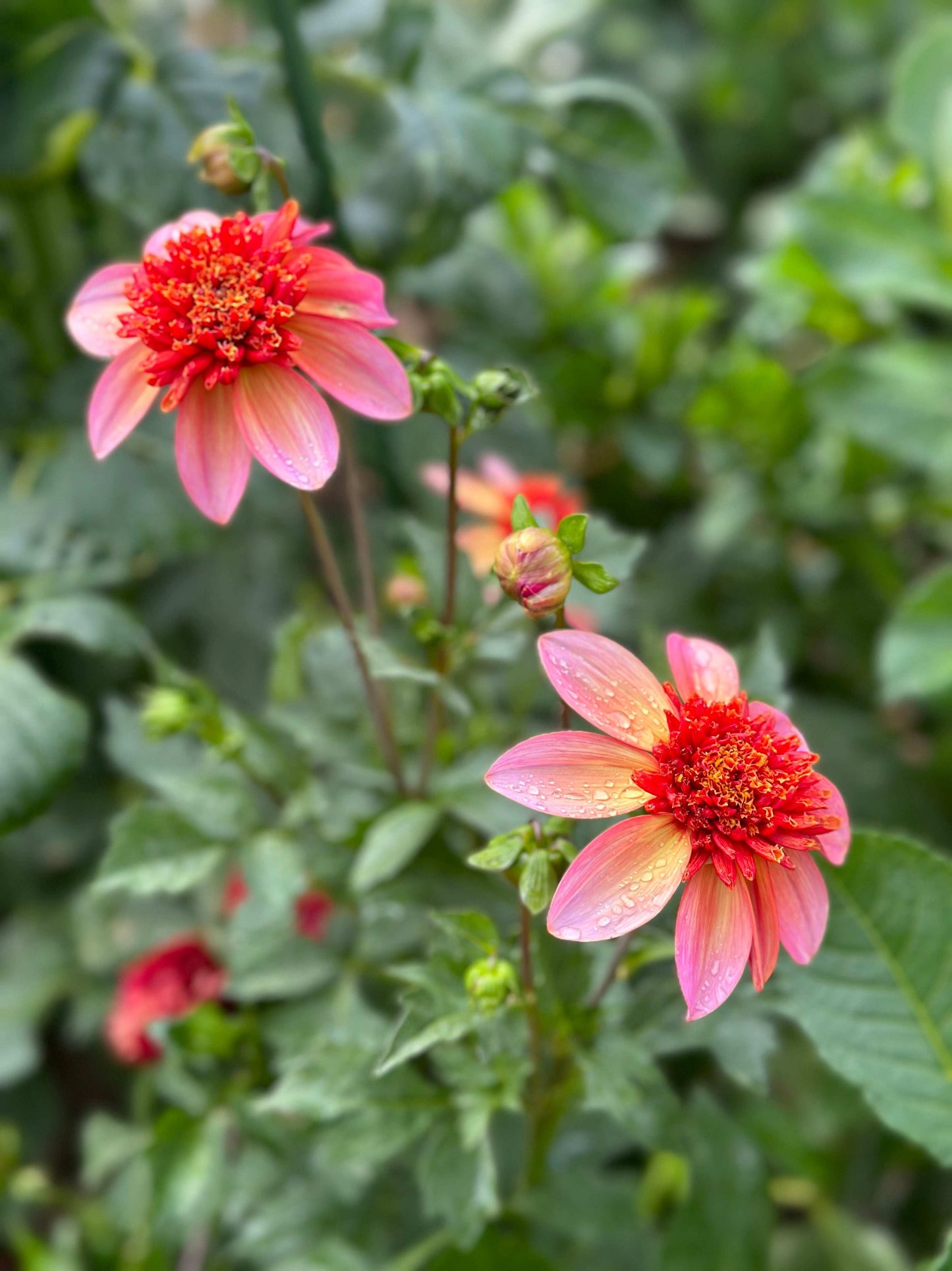 Totally Tangerine dahlia