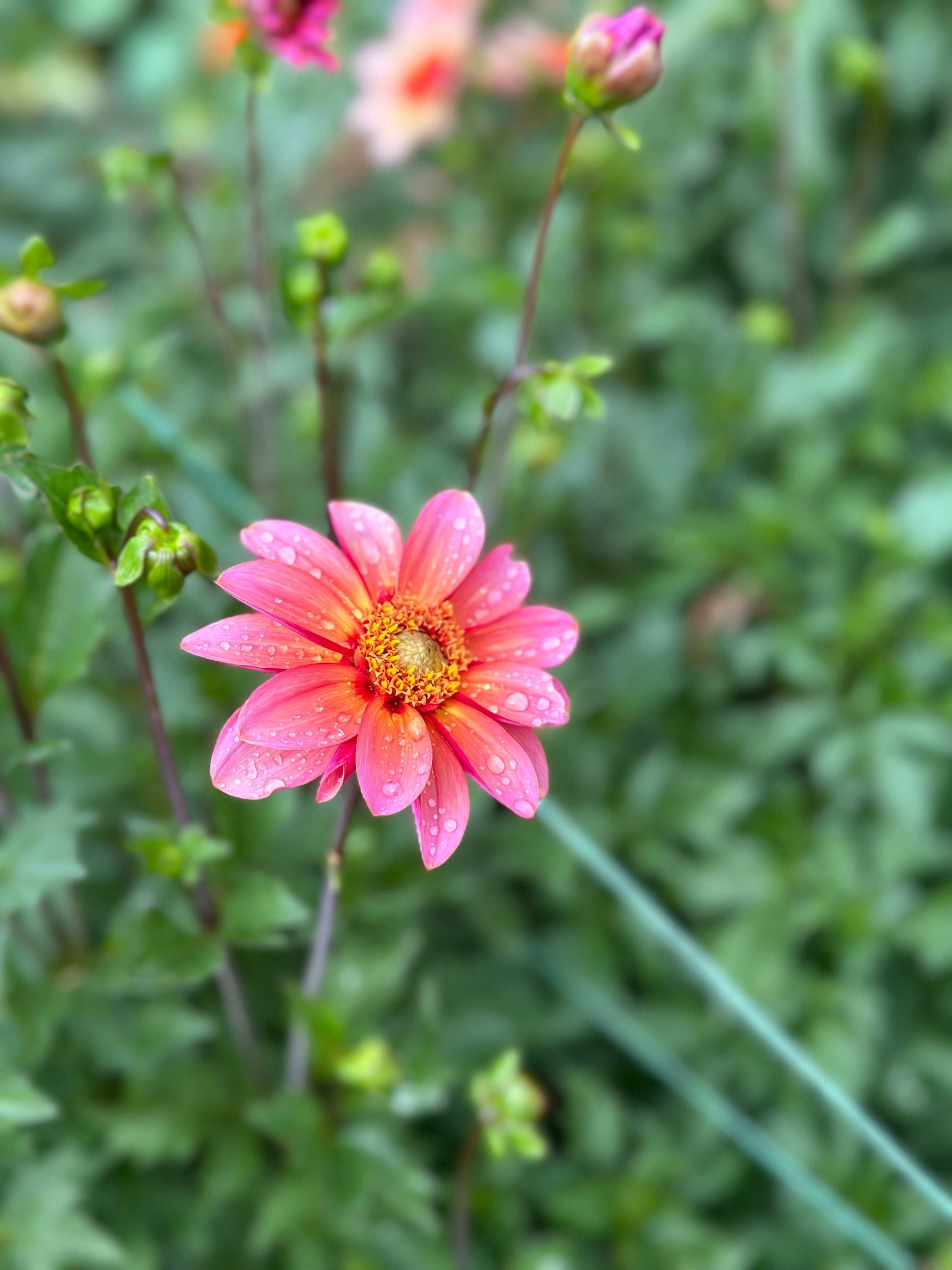 Totally Tangerine dahlia