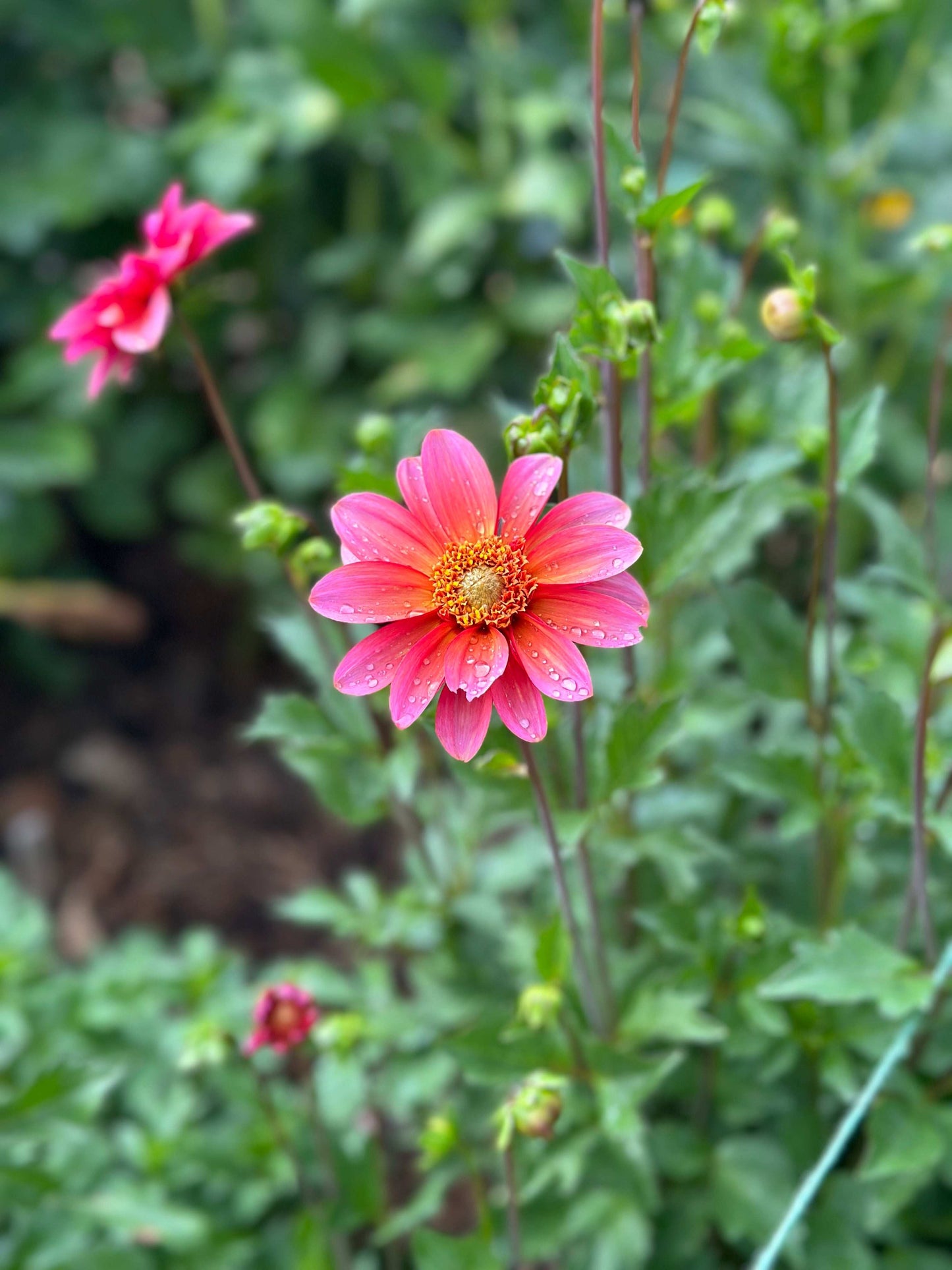 Totally Tangerine dahlia