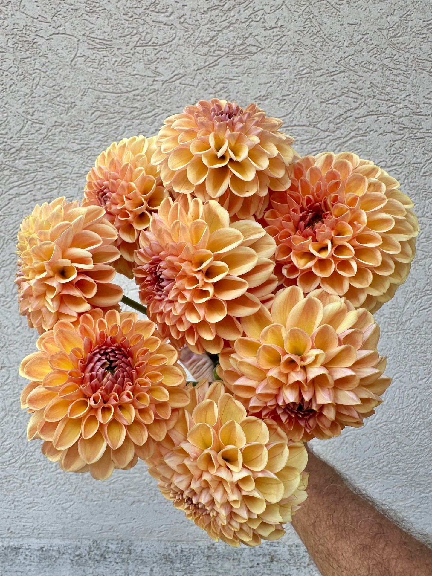Valley Tawny dahlia