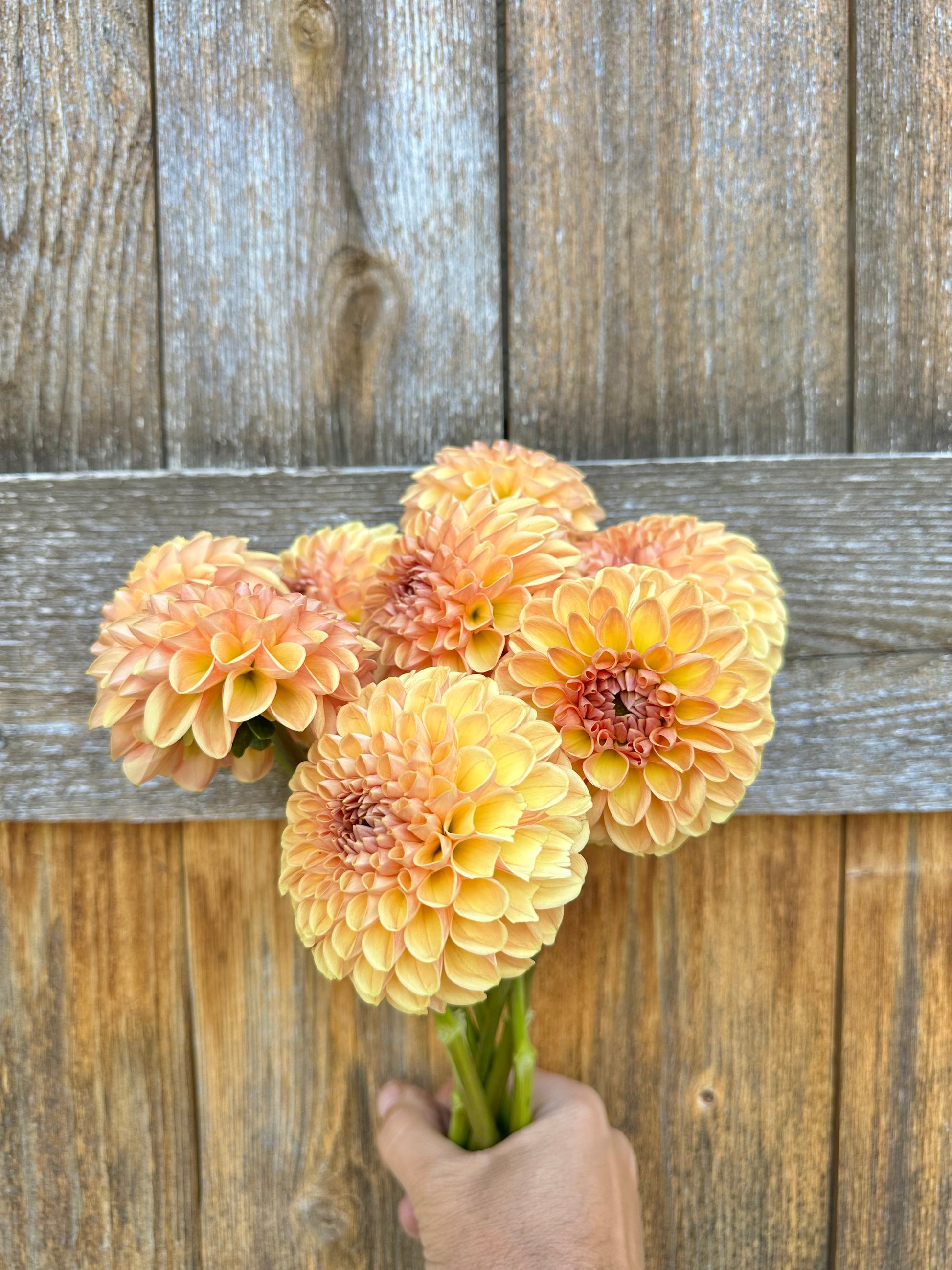 Valley Tawny dahlia