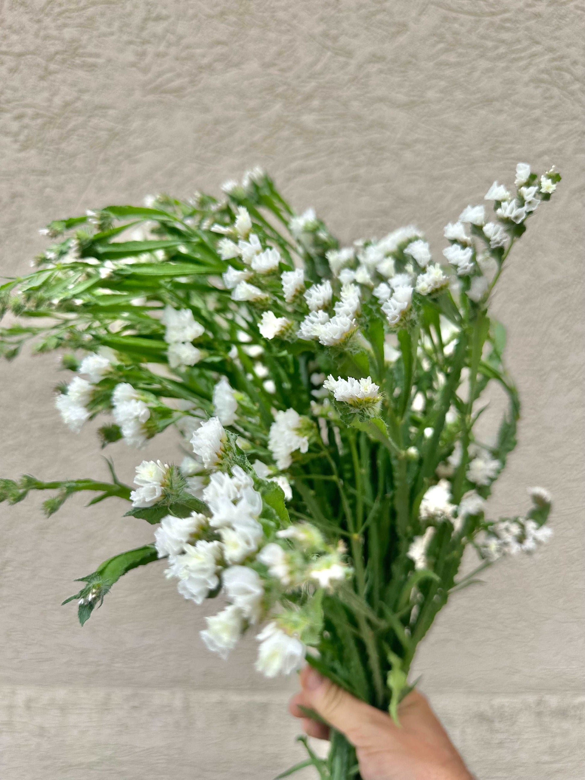 White statice flower bundle