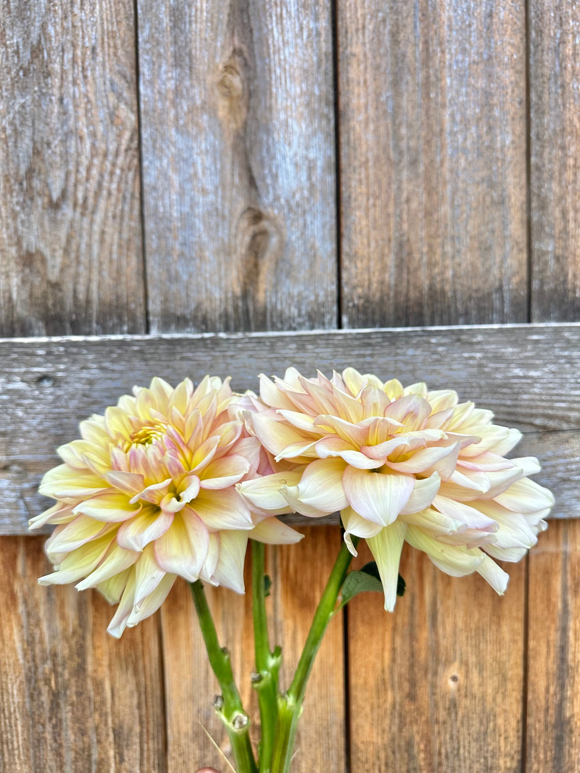 Wyn’s New Pastel dahlia