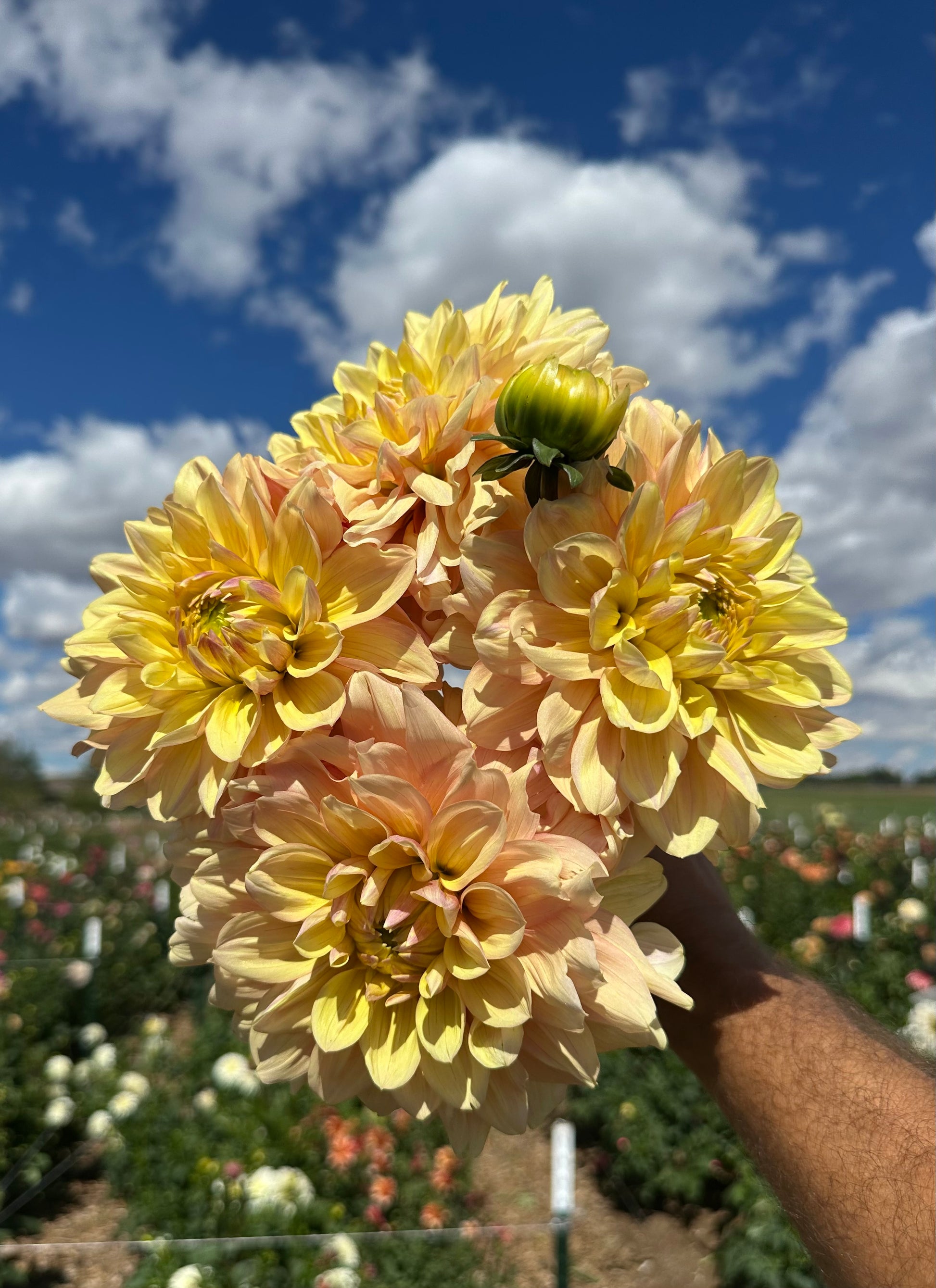 Wyn’s New Pastel dahlia