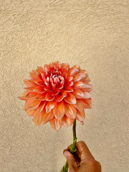 A La Mode - Pedaling Petals